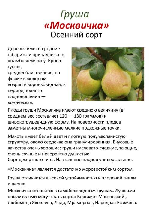 О груше москвичка: описание сорта, опылители, агротехника выращивания