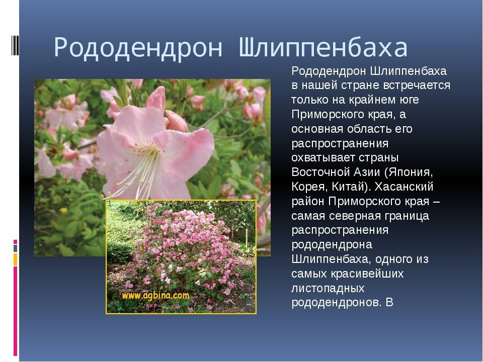 Описание и характеристики рододендрона Шлиппенбаха, посадка и выращивание