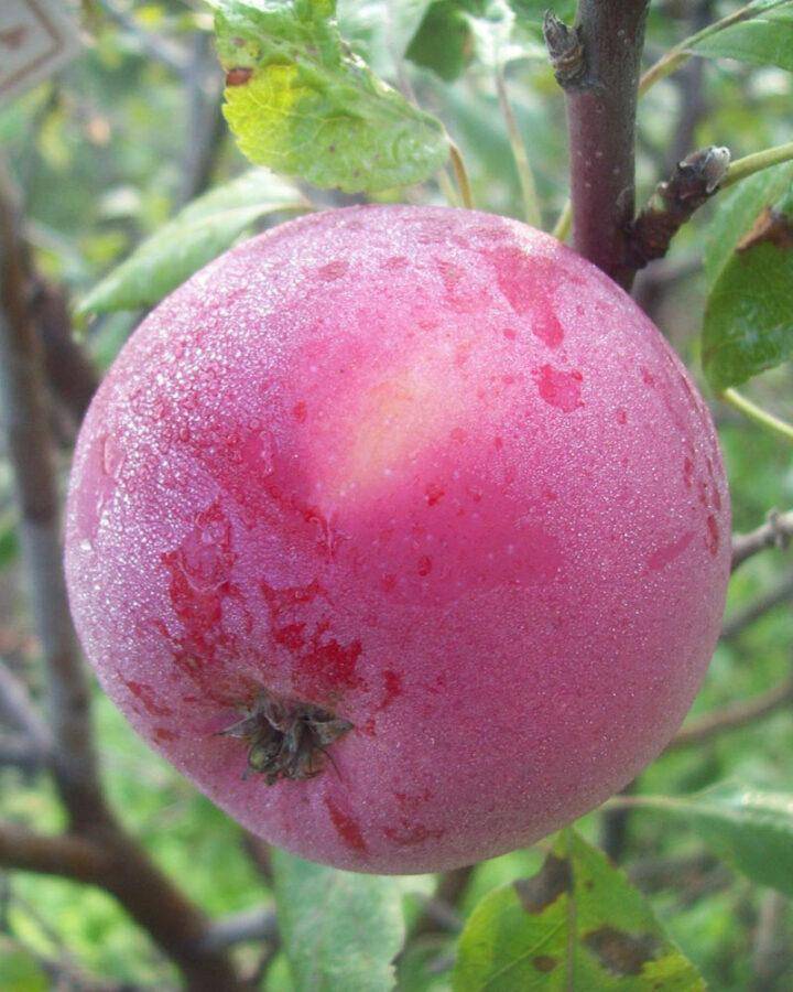 Яблоня свежесть: описание и характеристики сорта, особенности посадки и ухода