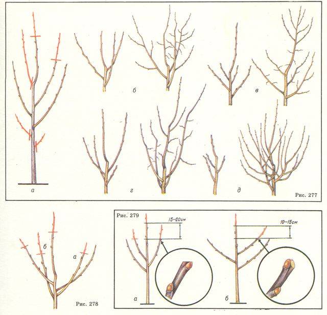 Обрезка фундука: как формировать кустом или деревом