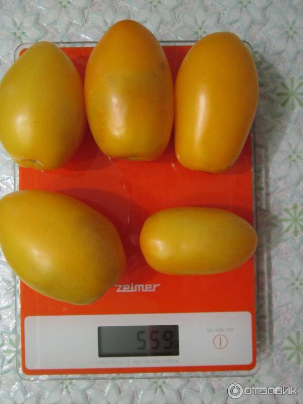 Томат желтоплодный золотые яйца — урожайность, описание, агротехника, отзывы