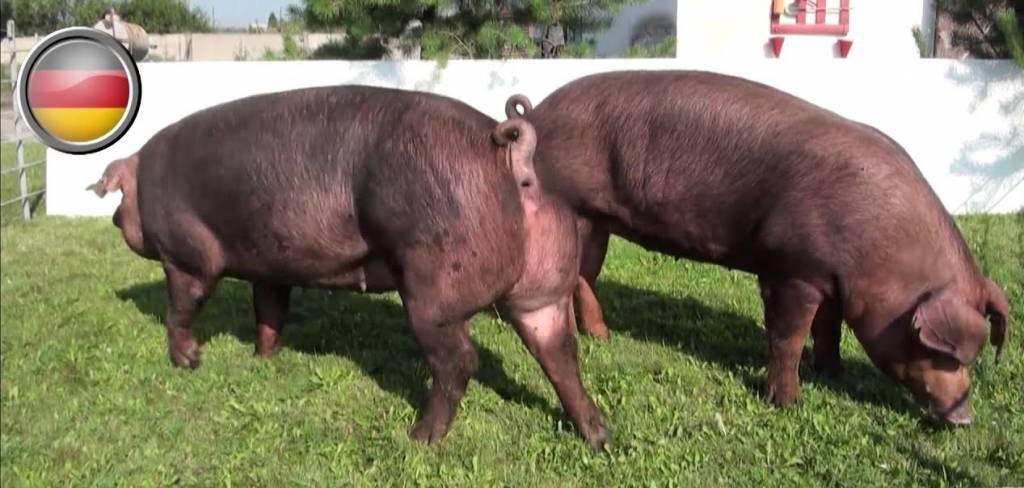 Характеристики продуктивности свиней породы дюрок, их размножение