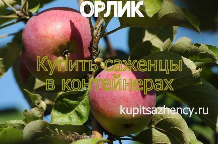 Описание сорта яблони богатырь: фото яблок, важные характеристики, урожайность с дерева