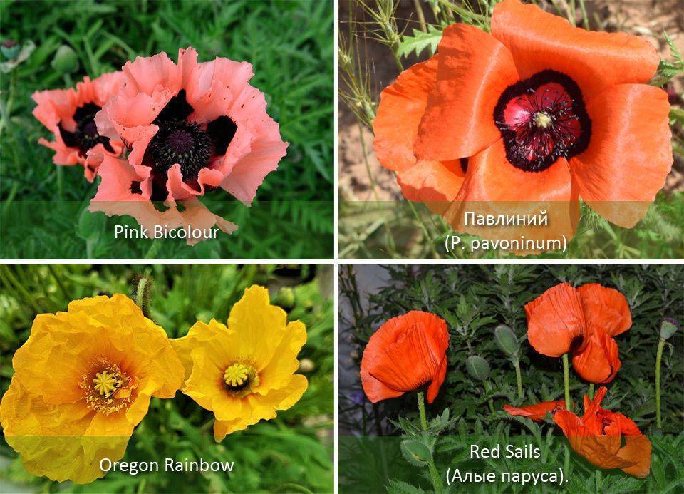Мак: фото и описание цветка, выращивание и уход, виды