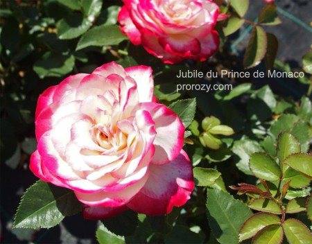 Роза юбилей принц де монако (jubile du prince de monaco): описание и фото сорта мейян жубиле (жюбиле) дю принс, применение в ландшафтном дизайне, уход и размножениедача эксперт