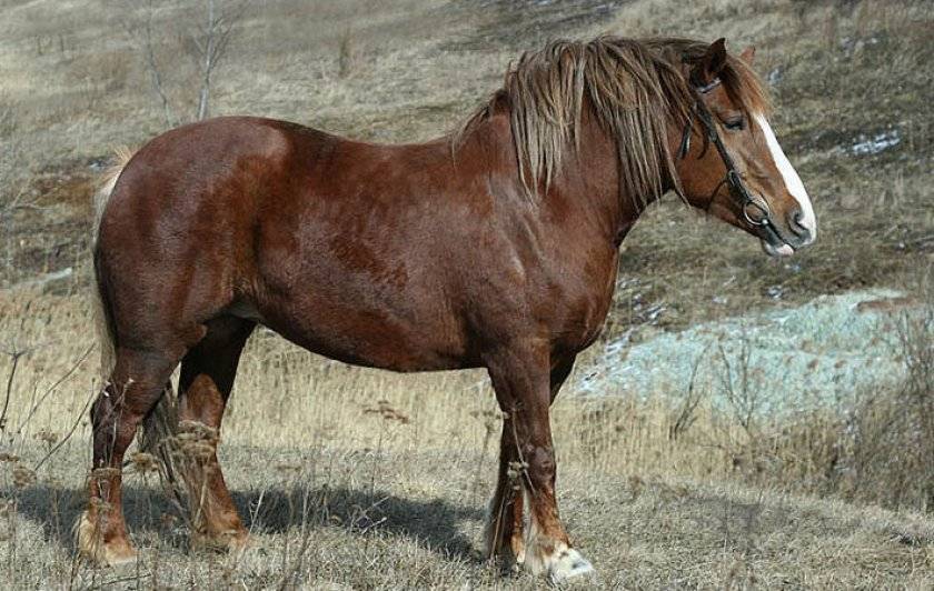 Виды и породы лошадей тяжеловозов — описание и характеристики