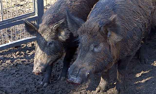 Порода свиней венгерская мангалица