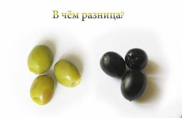 В чем разница между оливками и маслинами? и какая от них польза - hi-news.ru