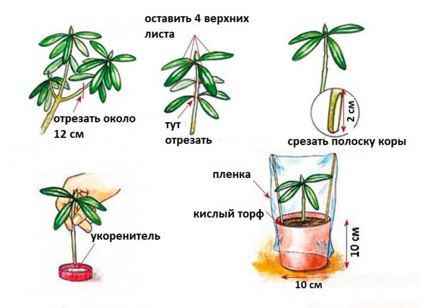 Как укоренить шефлеру черенком. Рододендрон размножение. Шеффлера укоренение черенков. Рододендрон размножение черенками. Черенкование рододендрона.