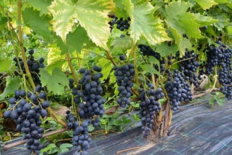 Описание и выращивание столового сорта винограда «гала»