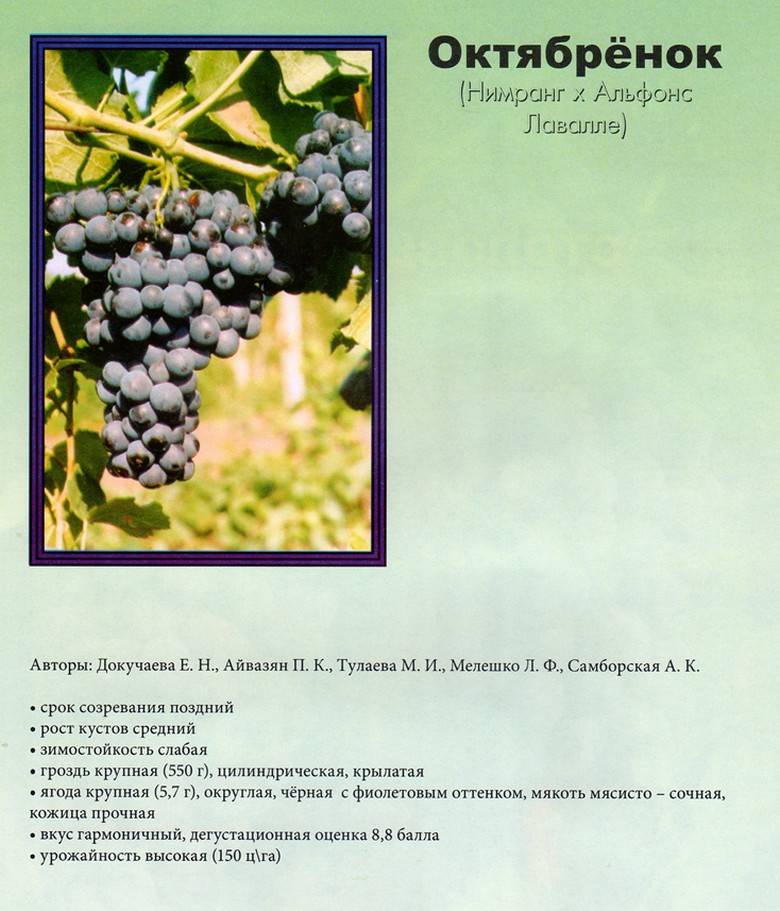 Виноград рошфор: описание и особенности сорта, посадка и уход, советы садоводов