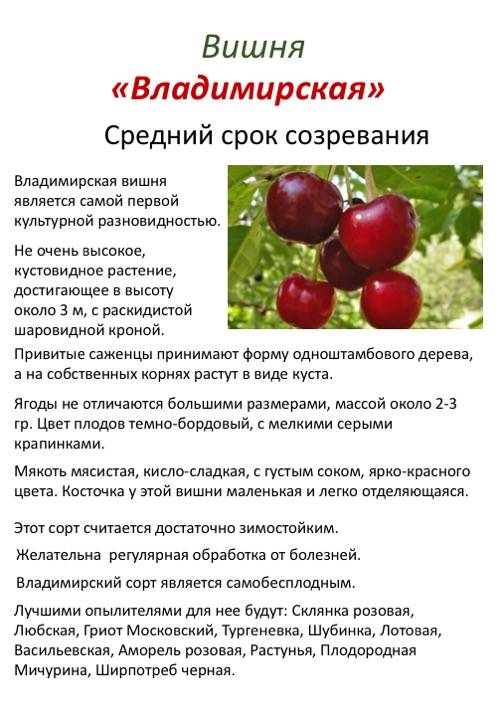 Описание вишне-черешневого гибрида ночка, характеристики и регионы выращивания дюка