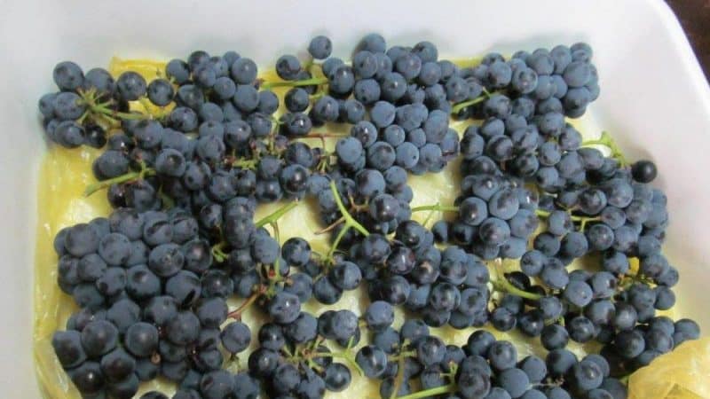 Можно ли заморозить виноград на зиму отзывы