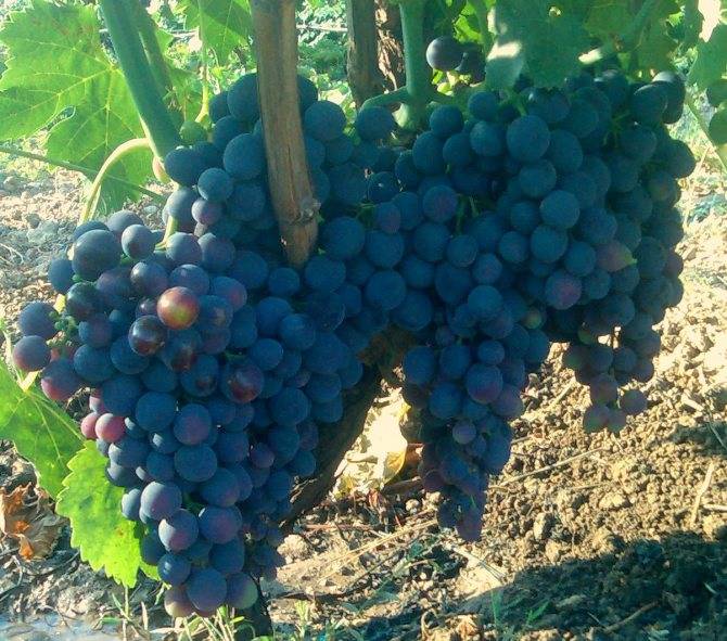 Описание и характеристики винограда сорта Сфинкс, выращивание и уход
