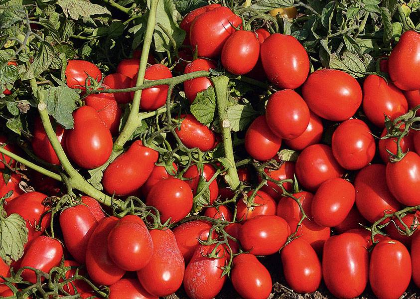 Какие сорта томатов лучше всего выращивать в самарской области