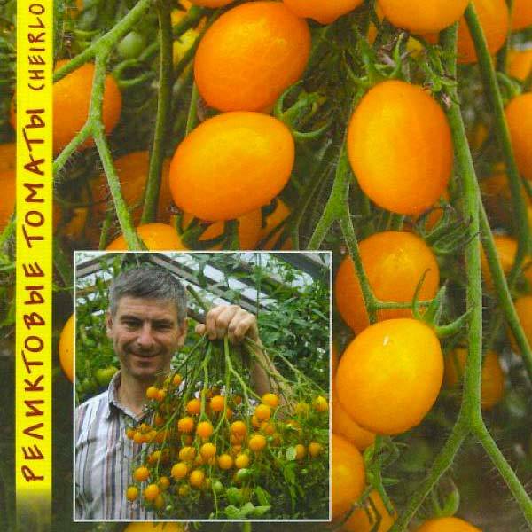 Томат ильди: фото, характеристика и описание сорта, отзывы, урожайность