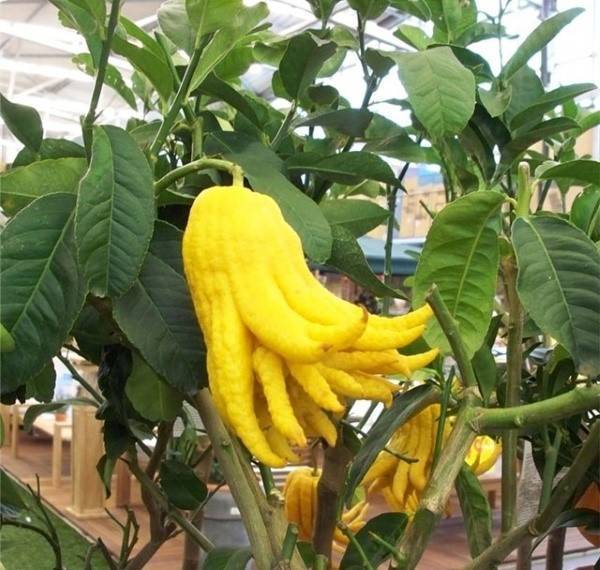 Цитрон рука будды | питомник растений