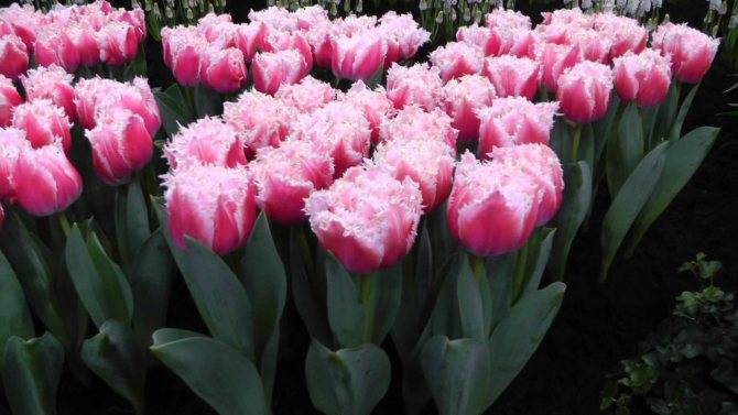 Тюльпаны: сорта тюльпанов, классификация, посадка и уход в открытом грунте, удобрения для тюльпанов, хранение луковиц тюльпанов