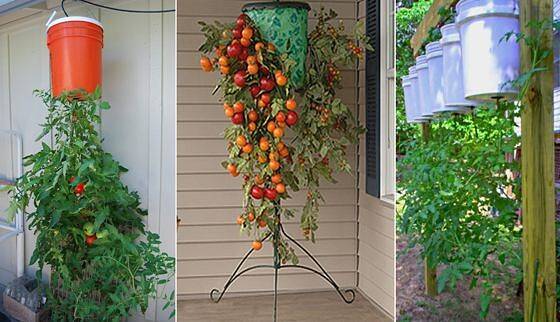 Выращиваем помидоры вверх ногами