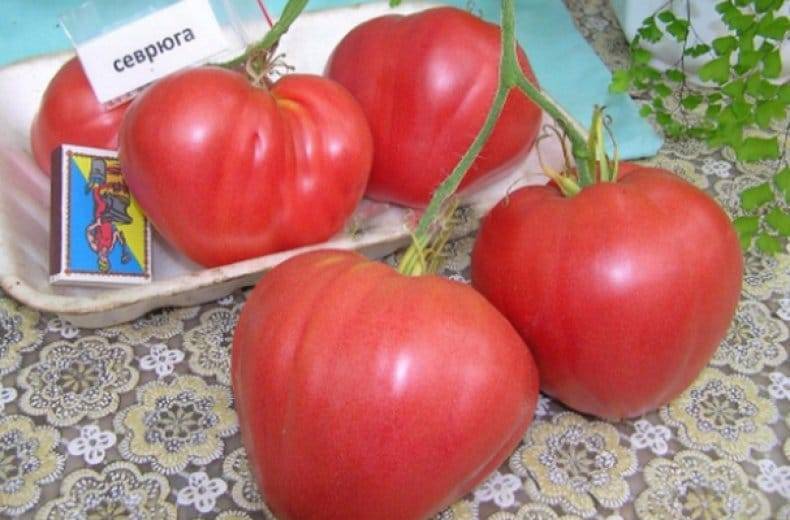 Томат севрюга: описание сорта и характеристика, отзывы тех кто сажал помидоры об их урожайности, видео и фото семян