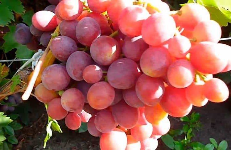 Описание и история сорта винограда Заря несветая, выращивание и уход
