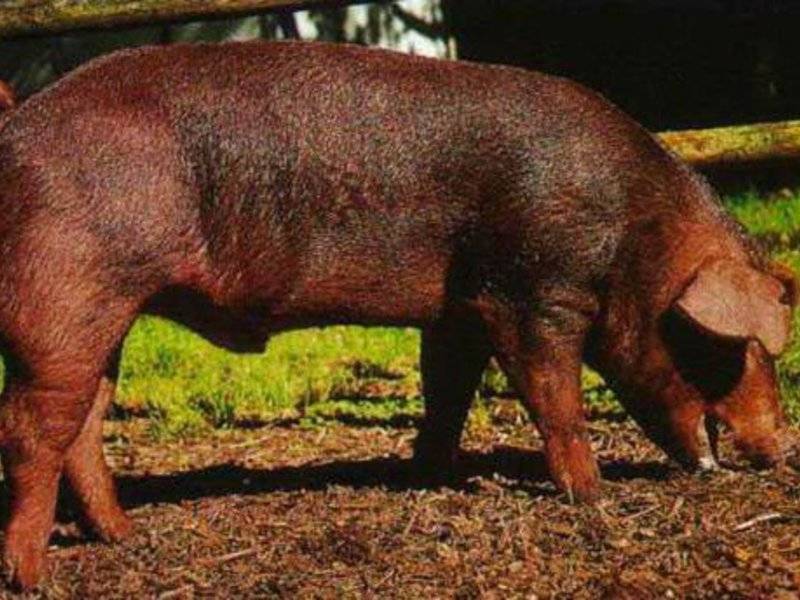 Сколько живут свиньи, сколько лет по продолжительности жизни
