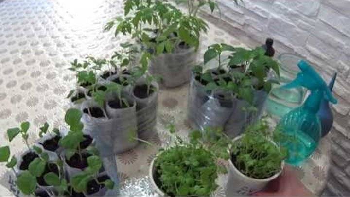 Перекись водорода для рассады помидор супер средство при выращивании