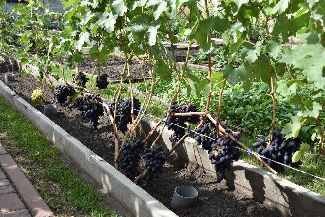 Правила выращивания винограда – выбор сорта, места, избавление от вредителей. сорта, подходящие под разные регионы. – сайт о винограде и вине
