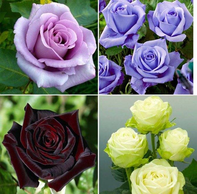 Вьющиеся розы зимостойкие и пышно цветущие летом, посадка с фото и уход