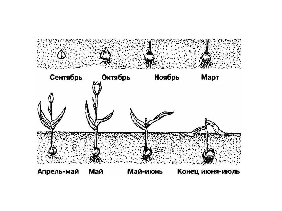 Нарциссы: посадка и уход в открытом грунте, выращивание из семян