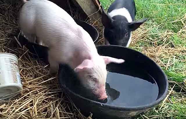 Поилки для свиней своими руками: чертежи, оригинальные идеи с фото и видео
