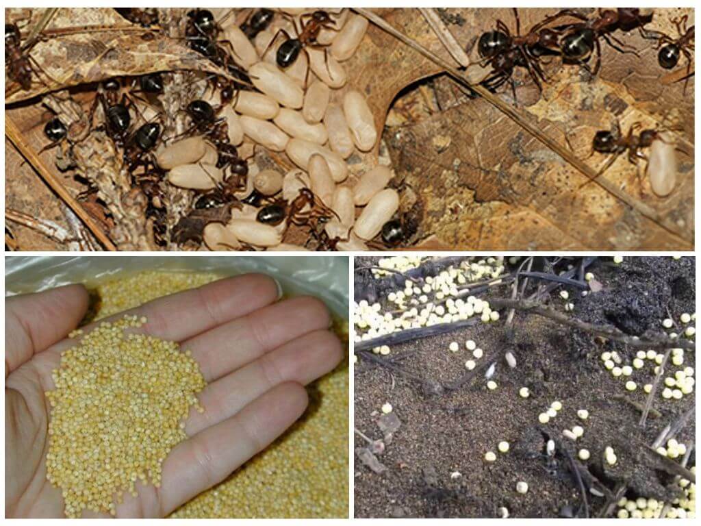 Как навсегда избавиться от муравьев на дачном участке, в саду или огороде — народные способы и химические препараты