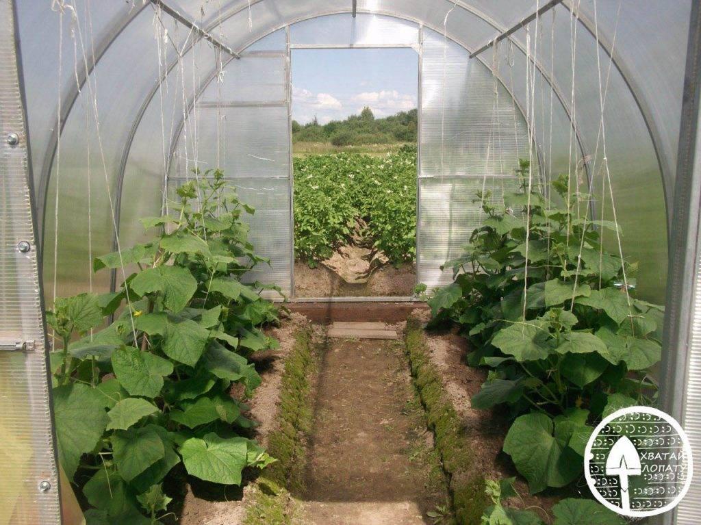 Как выращивать и ухаживать за кабачками в теплице из поликарбоната - всё про сады