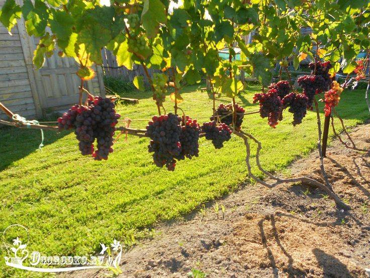 Когда и как пересаживать виноград