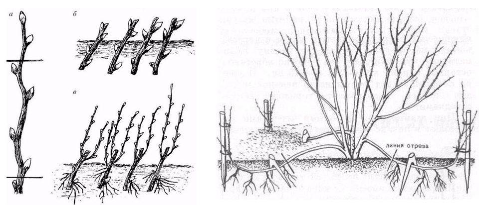 Как размножить лаванду от куста: описание всех способов [2019]
