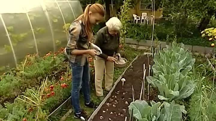 Посадка томатов по методу галины кизимы: пример пеленочной технологии для умных лентяев