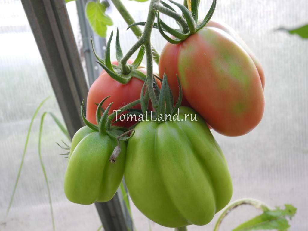 Почему стоит выращивать томат этуаль: преимущества сорта и советы для получения богатого урожая