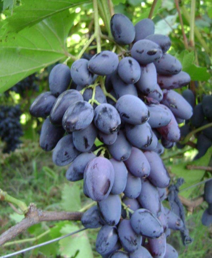 Виноград памяти негруля: посадка и уход за сортом, описание и характеристика