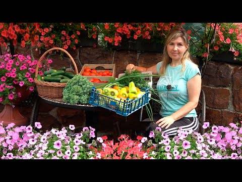 Зола для рассады помидоров: как настоять и подкормить удобрением дома
