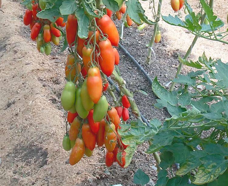 Томат груша гигантская: характеристика и описание сорта, фото семян от фирмы седек, отзывы об урожайности помидоров