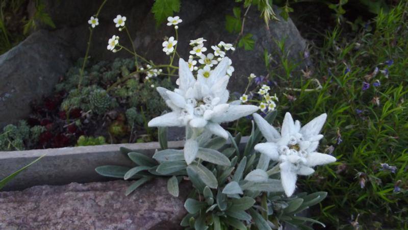 Альпийский цветок эдельвейс: описание растения, особенности выращивания, сферы применения