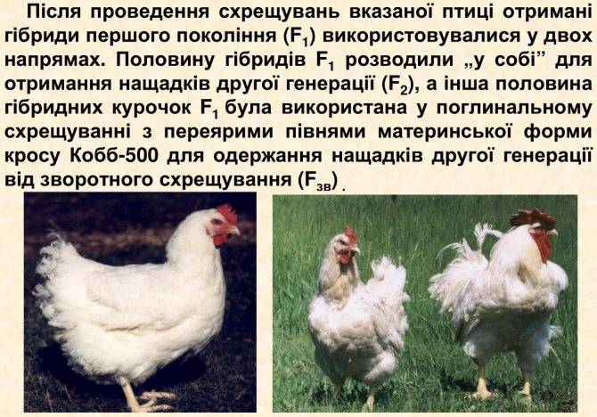 Русская белая порода кур: описание и характеристика (фото и видео)