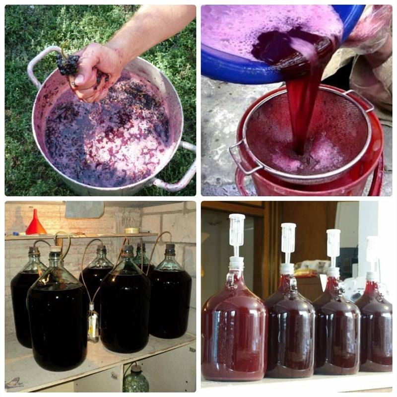 Домашнее красное вино: технология приготовления напитка