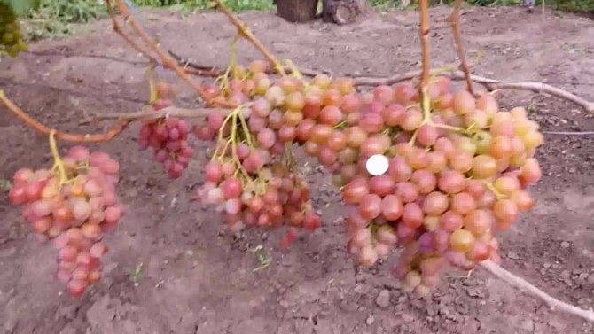 Виноград «рубиновый юбилей»: описание сорта, фото, отзывы. виноград рубиновый юбилей: описание сорта, фото и отзывы садоводов