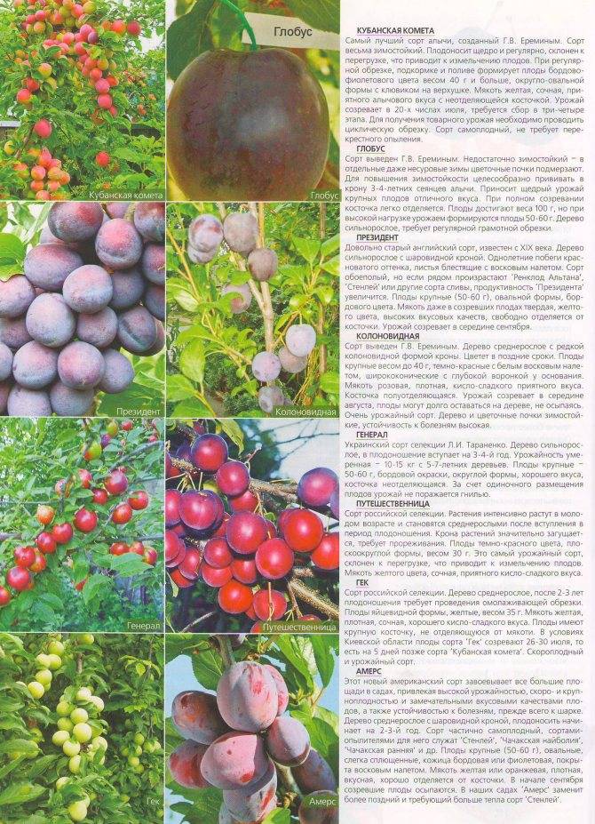 Выбор лучших сортов и агротехника выращивания сливы для всех регионов россии