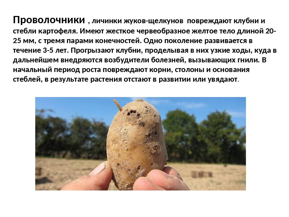 Основные болезни картофеля и их лечение