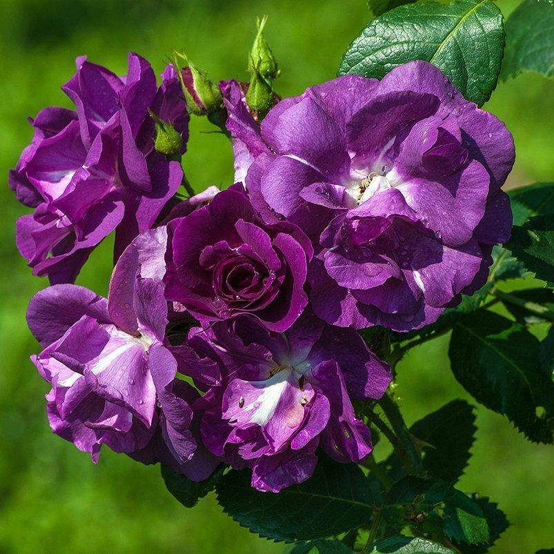 Роза блю мун: описание оригинального сорта с голубыми цветами, правила посадки и ухода