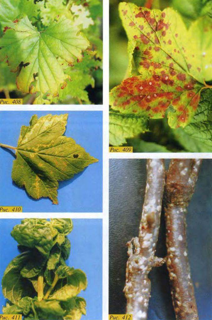 Болезни листьев смородины: описания с фото и способы лечения
