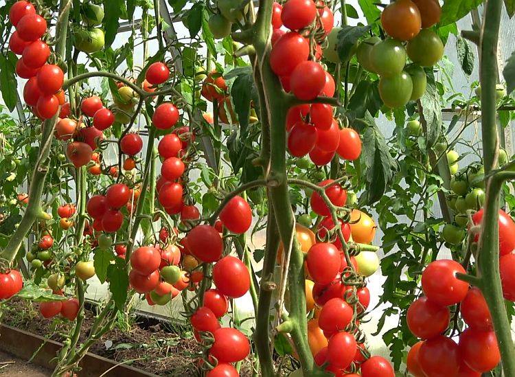 Низкорослые сорта помидоров для открытого грунта