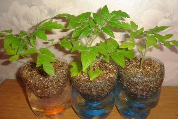 Гидропоника для помидоров своими руками: оборудование, выращивание